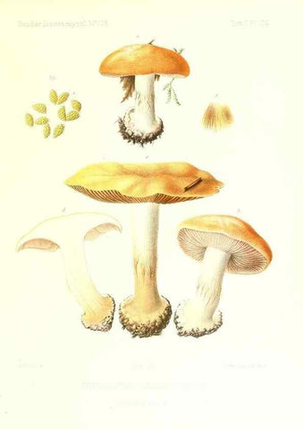Reproducción/Reproduction 9801110963: Icones mycologicæ, ou Iconographie des champignons de France principalement Discomycetes,. Paris :P. Klincksieck, L. Lhomme, successeur,1905-10.