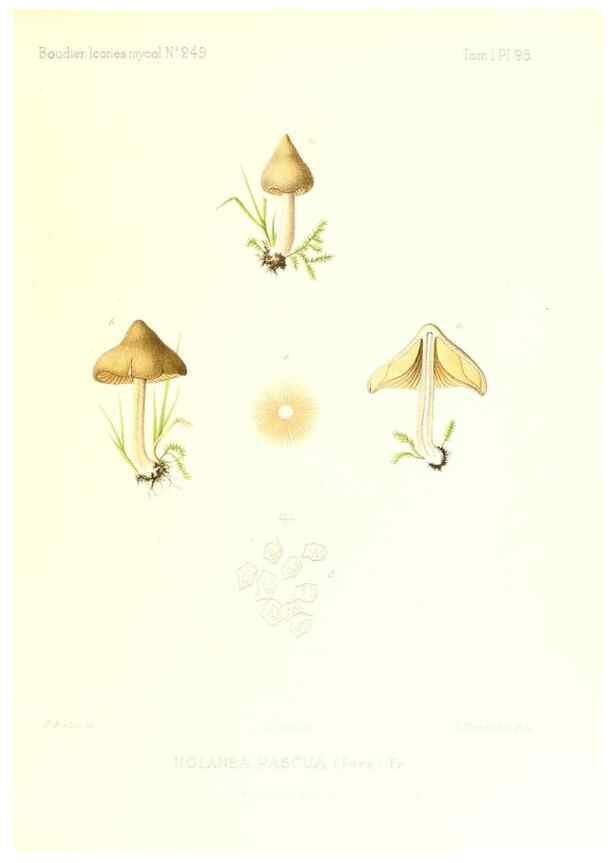 Reproducción/Reproduction 9801038266: Icones mycologicæ, ou Iconographie des champignons de France principalement Discomycetes,. Paris :P. Klincksieck, L. Lhomme, successeur,1905-10.
