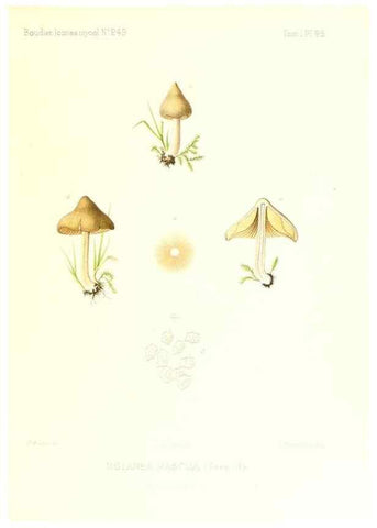 Reproducción/Reproduction 9801038266: Icones mycologicæ, ou Iconographie des champignons de France principalement Discomycetes,. Paris :P. Klincksieck, L. Lhomme, successeur,1905-10.