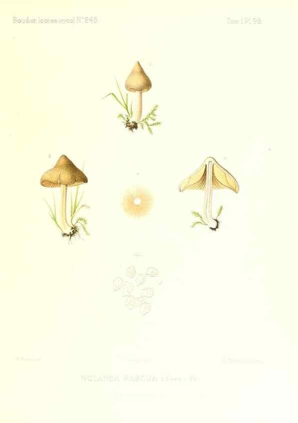 Reproducción/Reproduction 9801038266: Icones mycologicæ, ou Iconographie des champignons de France principalement Discomycetes,. Paris :P. Klincksieck, L. Lhomme, successeur,1905-10.