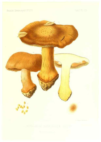Reproducción/Reproduction 9801050734: Icones mycologicæ, ou Iconographie des champignons de France principalement Discomycetes,. Paris :P. Klincksieck, L. Lhomme, successeur,1905-10.