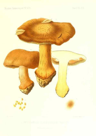 Reproducción/Reproduction 9801050734: Icones mycologicæ, ou Iconographie des champignons de France principalement Discomycetes,. Paris :P. Klincksieck, L. Lhomme, successeur,1905-10.