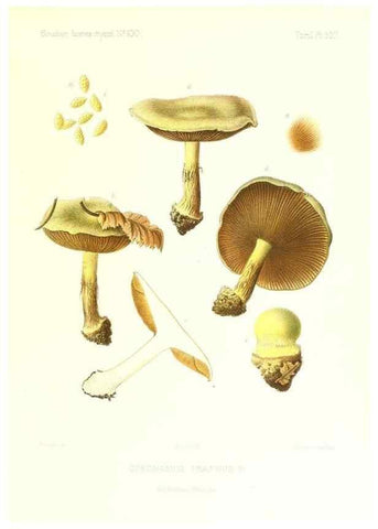 Reproducción/Reproduction 9801064306: Icones mycologicæ, ou Iconographie des champignons de France principalement Discomycetes,. Paris :P. Klincksieck, L. Lhomme, successeur,1905-10.