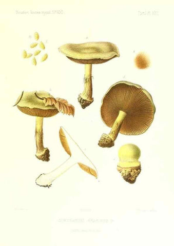Reproducción/Reproduction 9801064306: Icones mycologicæ, ou Iconographie des champignons de France principalement Discomycetes,. Paris :P. Klincksieck, L. Lhomme, successeur,1905-10.