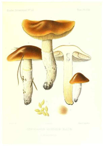 Reproducción/Reproduction 9801121783: Icones mycologicæ, ou Iconographie des champignons de France principalement Discomycetes,. Paris :P. Klincksieck, L. Lhomme, successeur,1905-10.