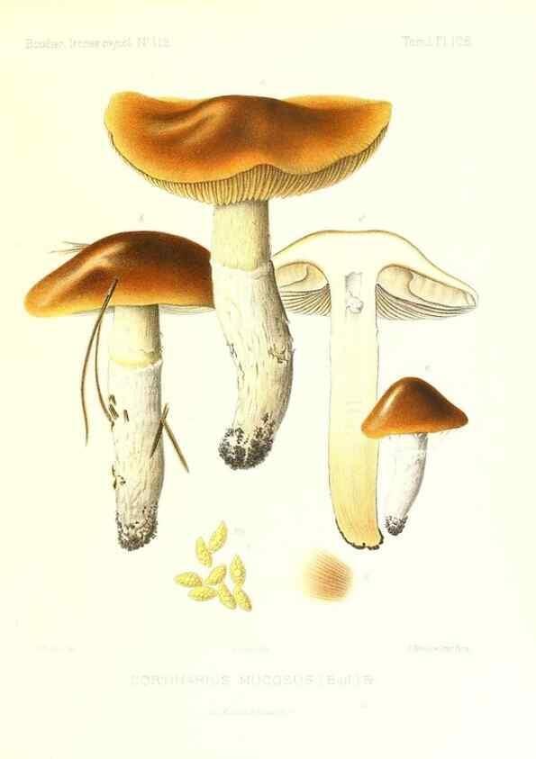 Reproducción/Reproduction 9801121783: Icones mycologicæ, ou Iconographie des champignons de France principalement Discomycetes,. Paris :P. Klincksieck, L. Lhomme, successeur,1905-10.