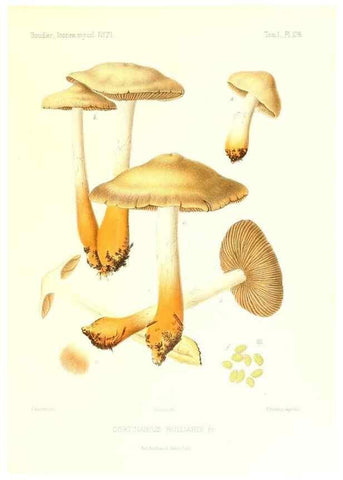 Reproducción/Reproduction 9801061114: Icones mycologicæ, ou Iconographie des champignons de France principalement Discomycetes,. Paris :P. Klincksieck, L. Lhomme, successeur,1905-10.