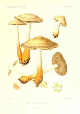 Reproducción/Reproduction 9801061114: Icones mycologicæ, ou Iconographie des champignons de France principalement Discomycetes,. Paris :P. Klincksieck, L. Lhomme, successeur,1905-10.