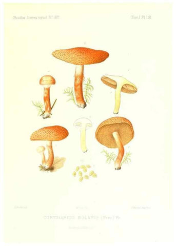Reproducción/Reproduction 9801040885: Icones mycologicæ, ou Iconographie des champignons de France principalement Discomycetes,. Paris :P. Klincksieck, L. Lhomme, successeur,1905-10.
