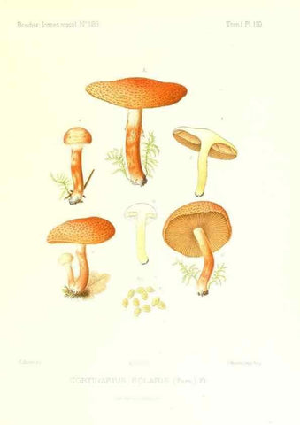 Reproducción/Reproduction 9801040885: Icones mycologicæ, ou Iconographie des champignons de France principalement Discomycetes,. Paris :P. Klincksieck, L. Lhomme, successeur,1905-10.