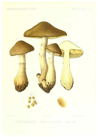 Reproducción/Reproduction 9801074366: Icones mycologicæ, ou Iconographie des champignons de France principalement Discomycetes,. Paris :P. Klincksieck, L. Lhomme, successeur,1905-10.