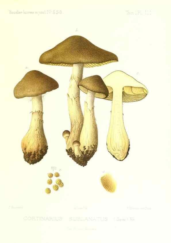 Reproducción/Reproduction 9801074366: Icones mycologicæ, ou Iconographie des champignons de France principalement Discomycetes,. Paris :P. Klincksieck, L. Lhomme, successeur,1905-10.