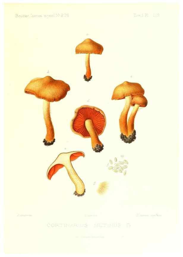 Reproducción/Reproduction 9801069254: Icones mycologicæ, ou Iconographie des champignons de France principalement Discomycetes,. Paris :P. Klincksieck, L. Lhomme, successeur,1905-10.