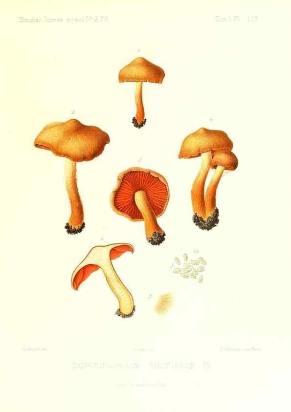 Reproducción/Reproduction 9801069254: Icones mycologicæ, ou Iconographie des champignons de France principalement Discomycetes,. Paris :P. Klincksieck, L. Lhomme, successeur,1905-10.