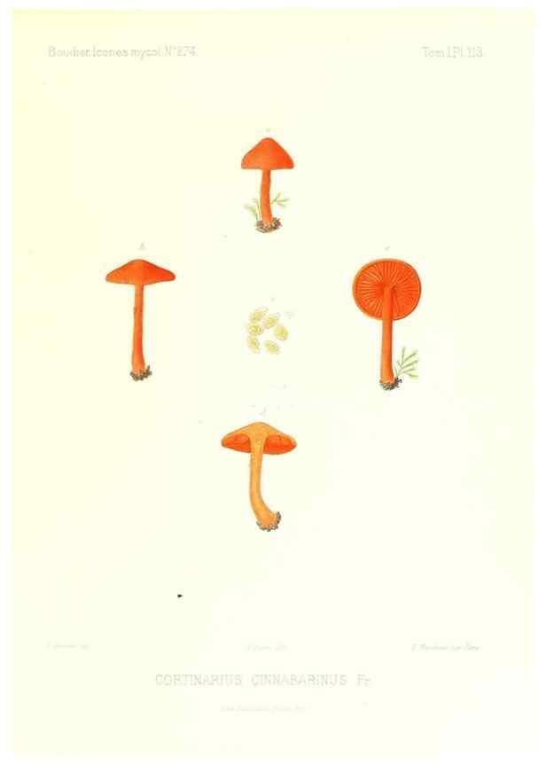 Reproducción/Reproduction 9801079016: Icones mycologicæ, ou Iconographie des champignons de France principalement Discomycetes,. Paris :P. Klincksieck, L. Lhomme, successeur,1905-10.