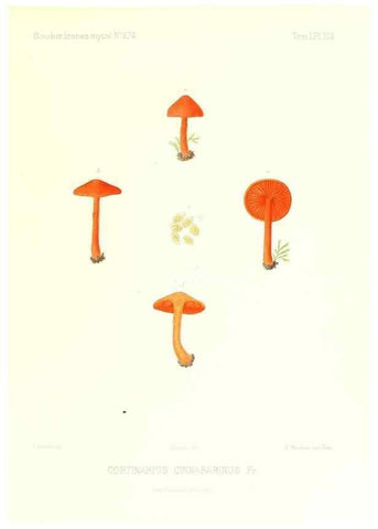 Reproducción/Reproduction 9801079016: Icones mycologicæ, ou Iconographie des champignons de France principalement Discomycetes,. Paris :P. Klincksieck, L. Lhomme, successeur,1905-10.