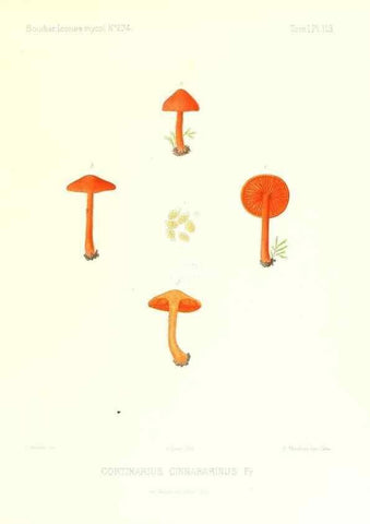Reproducción/Reproduction 9801079016: Icones mycologicæ, ou Iconographie des champignons de France principalement Discomycetes,. Paris :P. Klincksieck, L. Lhomme, successeur,1905-10.