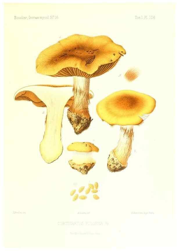 Reproducción/Reproduction 9801031115: Icones mycologicæ, ou Iconographie des champignons de France principalement Discomycetes,. Paris :P. Klincksieck, L. Lhomme, successeur,1905-10.