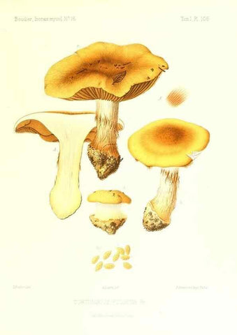 Reproducción/Reproduction 9801031115: Icones mycologicæ, ou Iconographie des champignons de France principalement Discomycetes,. Paris :P. Klincksieck, L. Lhomme, successeur,1905-10.