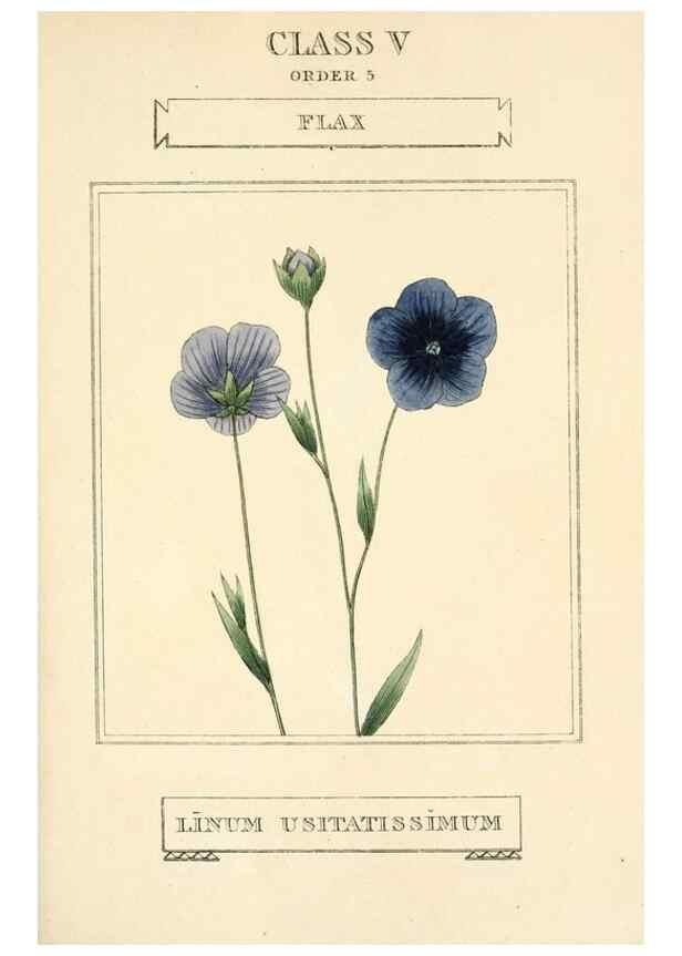 Reproducción/Reproduction 9787493792: Elements of the science of botany,. London,Printed by T. Bensley for J. Murray.1812.