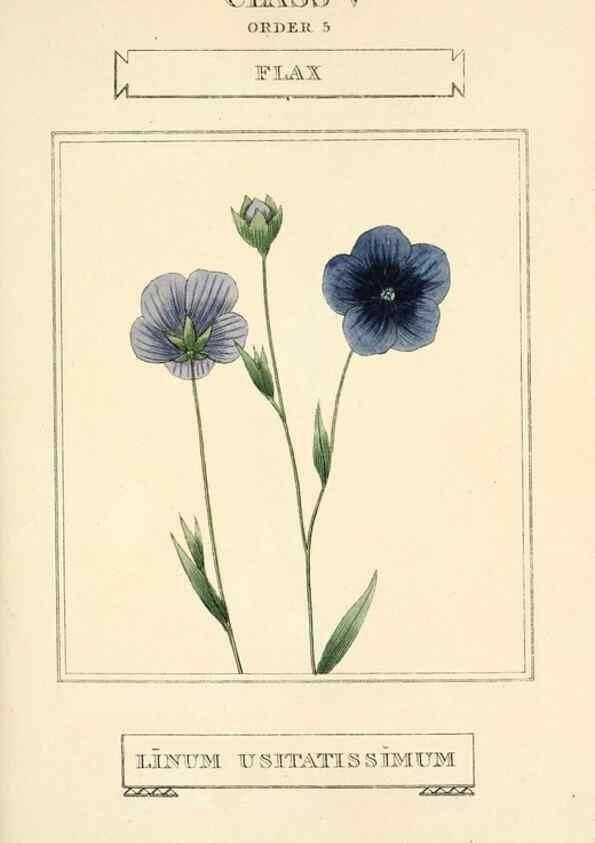 Reproducción/Reproduction 9787493792: Elements of the science of botany,. London,Printed by T. Bensley for J. Murray.1812.