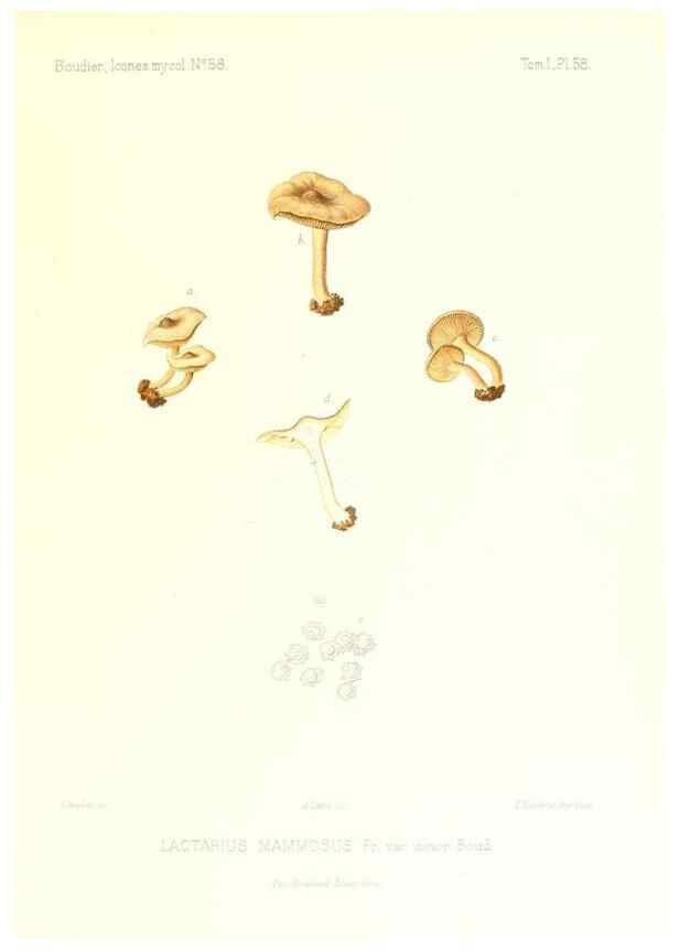 Reproducción/Reproduction 9800949226: Icones mycologicæ, ou Iconographie des champignons de France principalement Discomycetes,. Paris :P. Klincksieck, L. Lhomme, successeur,1905-10.