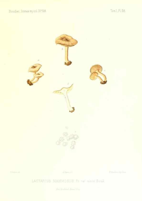 Reproducción/Reproduction 9800949226: Icones mycologicæ, ou Iconographie des champignons de France principalement Discomycetes,. Paris :P. Klincksieck, L. Lhomme, successeur,1905-10.