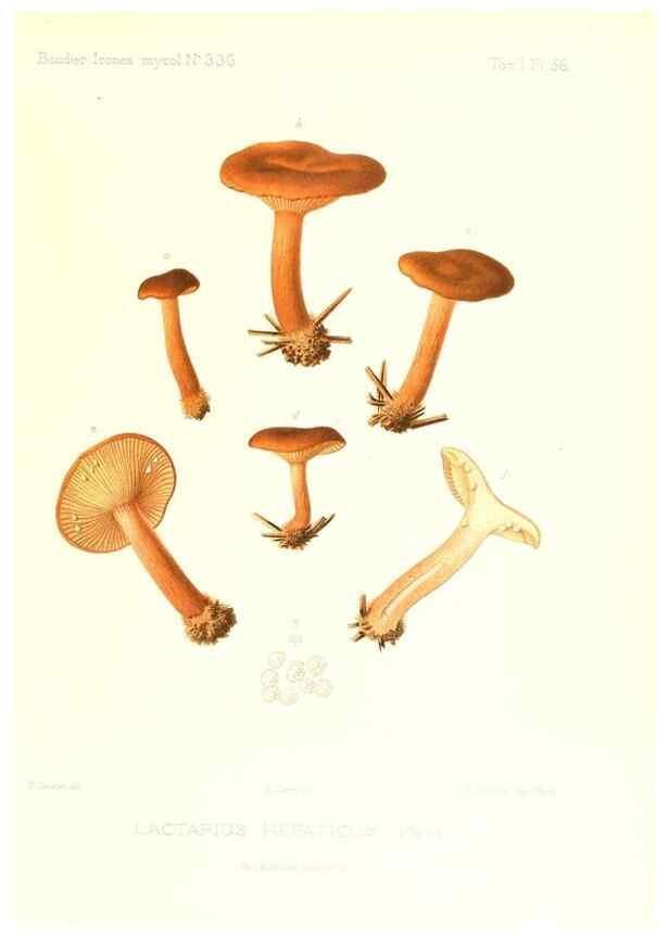 Reproducción/Reproduction 9800937444: Icones mycologicæ, ou Iconographie des champignons de France principalement Discomycetes,. Paris :P. Klincksieck, L. Lhomme, successeur,1905-10.
