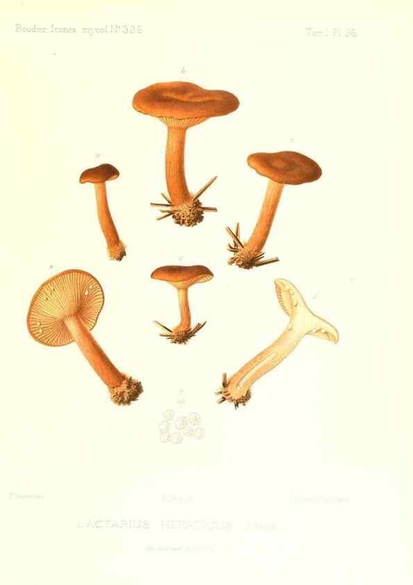 Reproducción/Reproduction 9800937444: Icones mycologicæ, ou Iconographie des champignons de France principalement Discomycetes,. Paris :P. Klincksieck, L. Lhomme, successeur,1905-10.