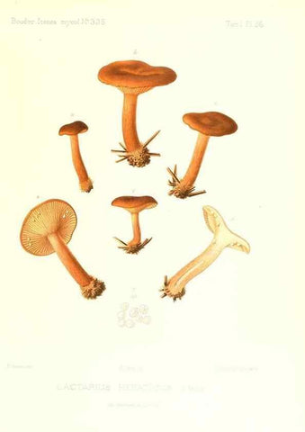 Reproducción/Reproduction 9800937444: Icones mycologicæ, ou Iconographie des champignons de France principalement Discomycetes,. Paris :P. Klincksieck, L. Lhomme, successeur,1905-10.