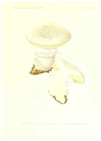Reproducción/Reproduction 9800816726: Icones mycologicæ, ou Iconographie des champignons de France principalement Discomycetes,. Paris :P. Klincksieck, L. Lhomme, successeur,1905-10.