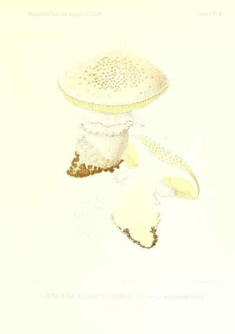 Reproducción/Reproduction 9800816726: Icones mycologicæ, ou Iconographie des champignons de France principalement Discomycetes,. Paris :P. Klincksieck, L. Lhomme, successeur,1905-10.