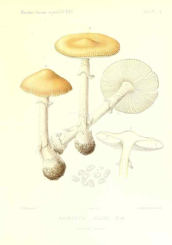 Reproducción/Reproduction 9800874433: Icones mycologicæ, ou Iconographie des champignons de France principalement Discomycetes,. Paris :P. Klincksieck, L. Lhomme, successeur,1905-10.