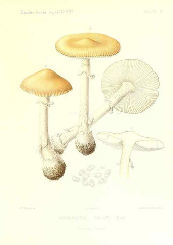 Reproducción/Reproduction 9800874433: Icones mycologicæ, ou Iconographie des champignons de France principalement Discomycetes,. Paris :P. Klincksieck, L. Lhomme, successeur,1905-10.