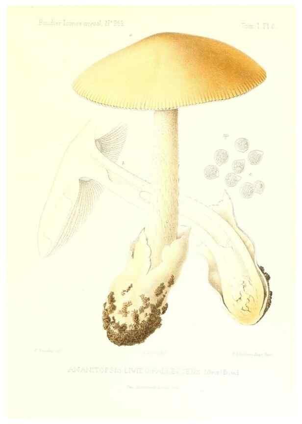 Reproducción/Reproduction 9800876953: Icones mycologicæ, ou Iconographie des champignons de France principalement Discomycetes,. Paris :P. Klincksieck, L. Lhomme, successeur,1905-10.