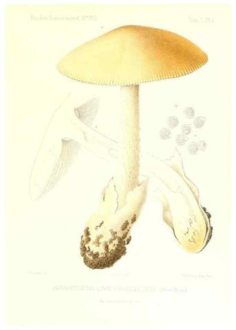 Reproducción/Reproduction 9800876953: Icones mycologicæ, ou Iconographie des champignons de France principalement Discomycetes,. Paris :P. Klincksieck, L. Lhomme, successeur,1905-10.