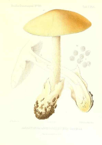 Reproducción/Reproduction 9800876953: Icones mycologicæ, ou Iconographie des champignons de France principalement Discomycetes,. Paris :P. Klincksieck, L. Lhomme, successeur,1905-10.