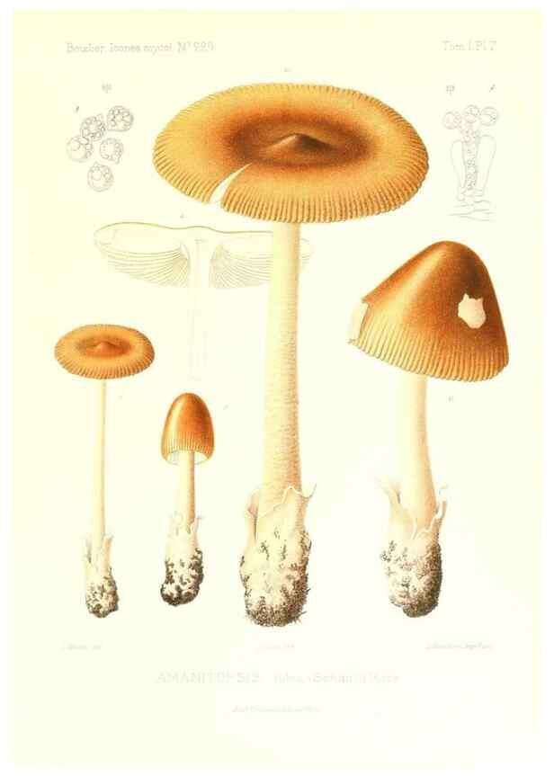 Reproducción/Reproduction 9800795075: Icones mycologicæ, ou Iconographie des champignons de France principalement Discomycetes,. Paris :P. Klincksieck, L. Lhomme, successeur,1905-10.
