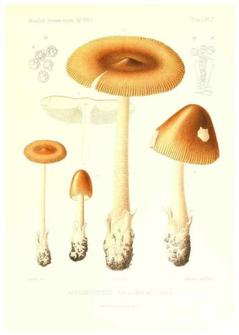 Reproducción/Reproduction 9800795075: Icones mycologicæ, ou Iconographie des champignons de France principalement Discomycetes,. Paris :P. Klincksieck, L. Lhomme, successeur,1905-10.