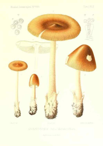 Reproducción/Reproduction 9800795075: Icones mycologicæ, ou Iconographie des champignons de France principalement Discomycetes,. Paris :P. Klincksieck, L. Lhomme, successeur,1905-10.
