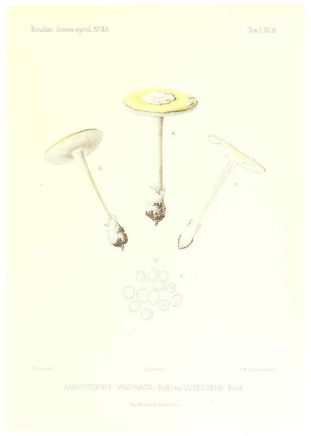 Reproducción/Reproduction 9800827956: Icones mycologicæ, ou Iconographie des champignons de France principalement Discomycetes,. Paris :P. Klincksieck, L. Lhomme, successeur,1905-10.