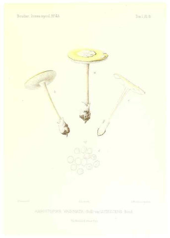Reproducción/Reproduction 9800827956: Icones mycologicæ, ou Iconographie des champignons de France principalement Discomycetes,. Paris :P. Klincksieck, L. Lhomme, successeur,1905-10.