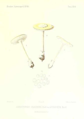 Reproducción/Reproduction 9800827956: Icones mycologicæ, ou Iconographie des champignons de France principalement Discomycetes,. Paris :P. Klincksieck, L. Lhomme, successeur,1905-10.