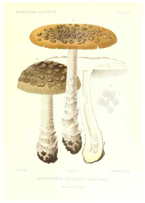 Reproducción/Reproduction 9800801415: Icones mycologicæ, ou Iconographie des champignons de France principalement Discomycetes,. Paris :P. Klincksieck, L. Lhomme, successeur,1905-10.
