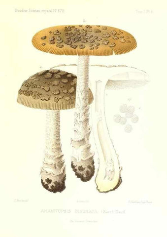 Reproducción/Reproduction 9800801415: Icones mycologicæ, ou Iconographie des champignons de France principalement Discomycetes,. Paris :P. Klincksieck, L. Lhomme, successeur,1905-10.