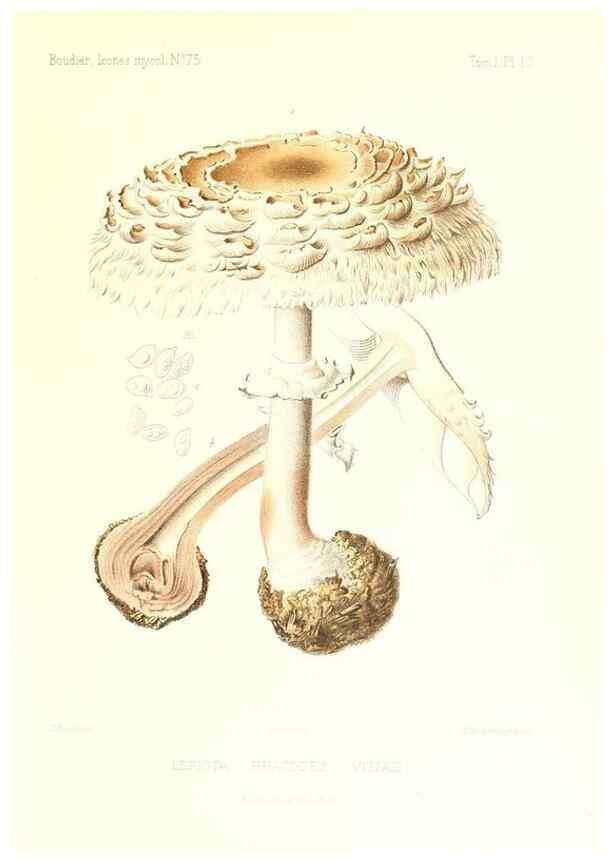 Reproducción/Reproduction 9800888463: Icones mycologicæ, ou Iconographie des champignons de France principalement Discomycetes,. Paris :P. Klincksieck, L. Lhomme, successeur,1905-10.
