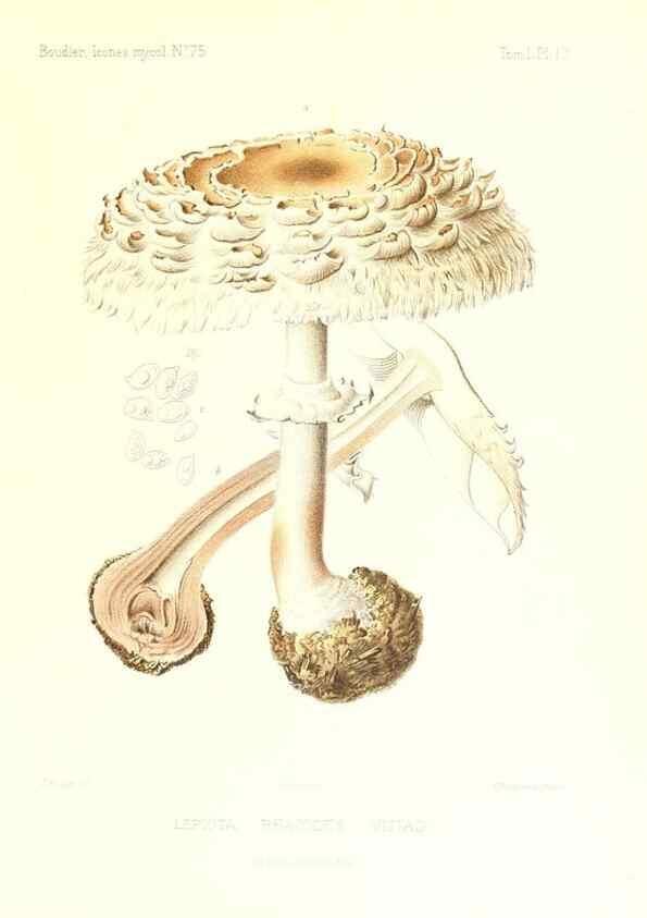 Reproducción/Reproduction 9800888463: Icones mycologicæ, ou Iconographie des champignons de France principalement Discomycetes,. Paris :P. Klincksieck, L. Lhomme, successeur,1905-10.