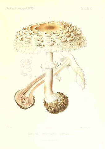 Reproducción/Reproduction 9800888463: Icones mycologicæ, ou Iconographie des champignons de France principalement Discomycetes,. Paris :P. Klincksieck, L. Lhomme, successeur,1905-10.