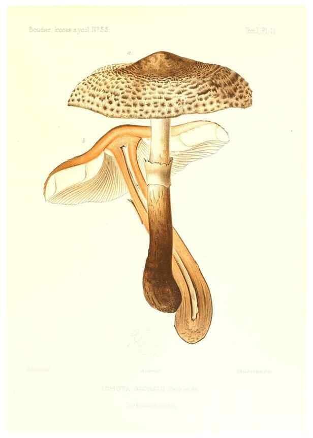 Reproducción/Reproduction 9800835786: Icones mycologicæ, ou Iconographie des champignons de France principalement Discomycetes,. Paris :P. Klincksieck, L. Lhomme, successeur,1905-10.