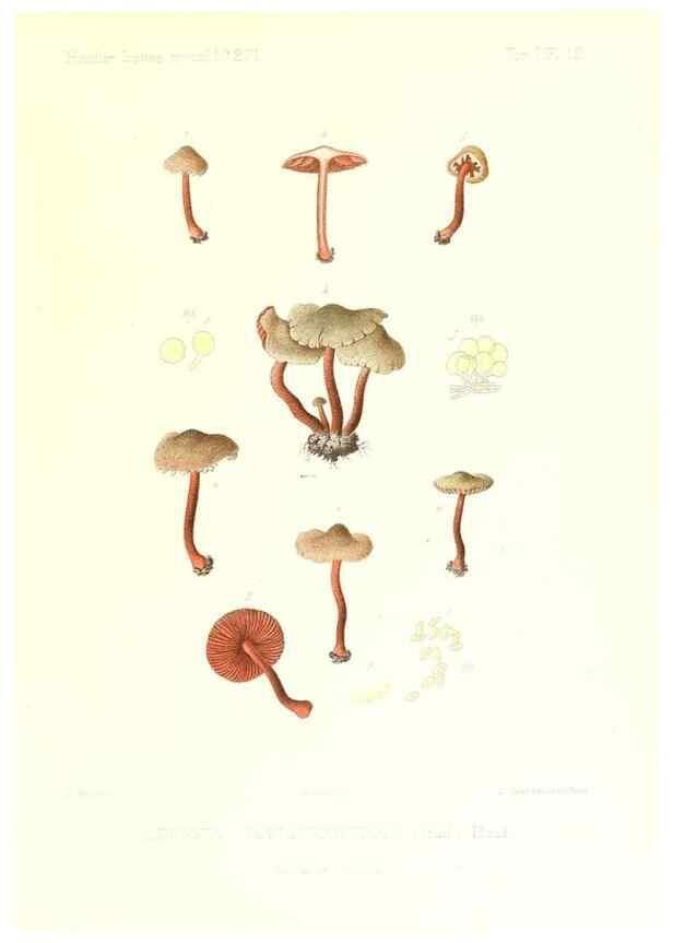 Reproducción/Reproduction 9800832744: Icones mycologicæ, ou Iconographie des champignons de France principalement Discomycetes,. Paris :P. Klincksieck, L. Lhomme, successeur,1905-10.